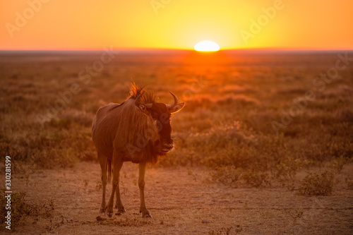 This photograph of a lone wildebeest standing in front of the sun at sunrise, was taken in the Etosha National Park, Namibia.