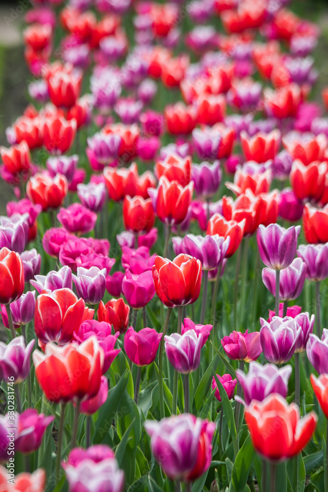 Row Of Tulip Flowers