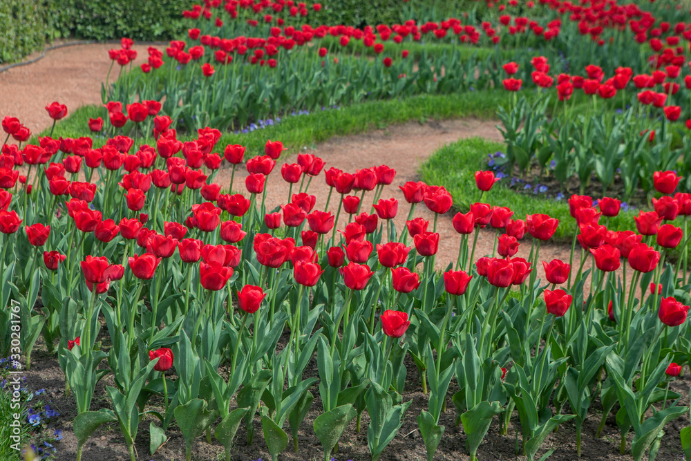 Urban Flowerbed With Planted Tulip Flowers. Perspective View Of Red Flowers On A Sunny Day