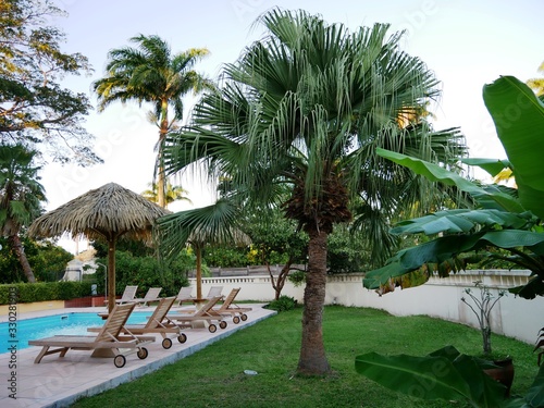 Palmier au bord de la piscine en Guadeloupe aux Antilles françaises photo