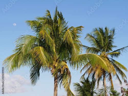 Lune et cocotier en Guadeloupe aux Antilles françaises