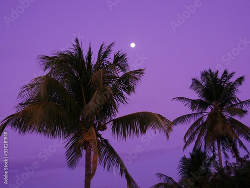 Lune  cocotier et coucher de soleil mauve aux Antilles