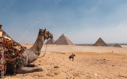 Camello con vistas de las pir  mides de Egipto