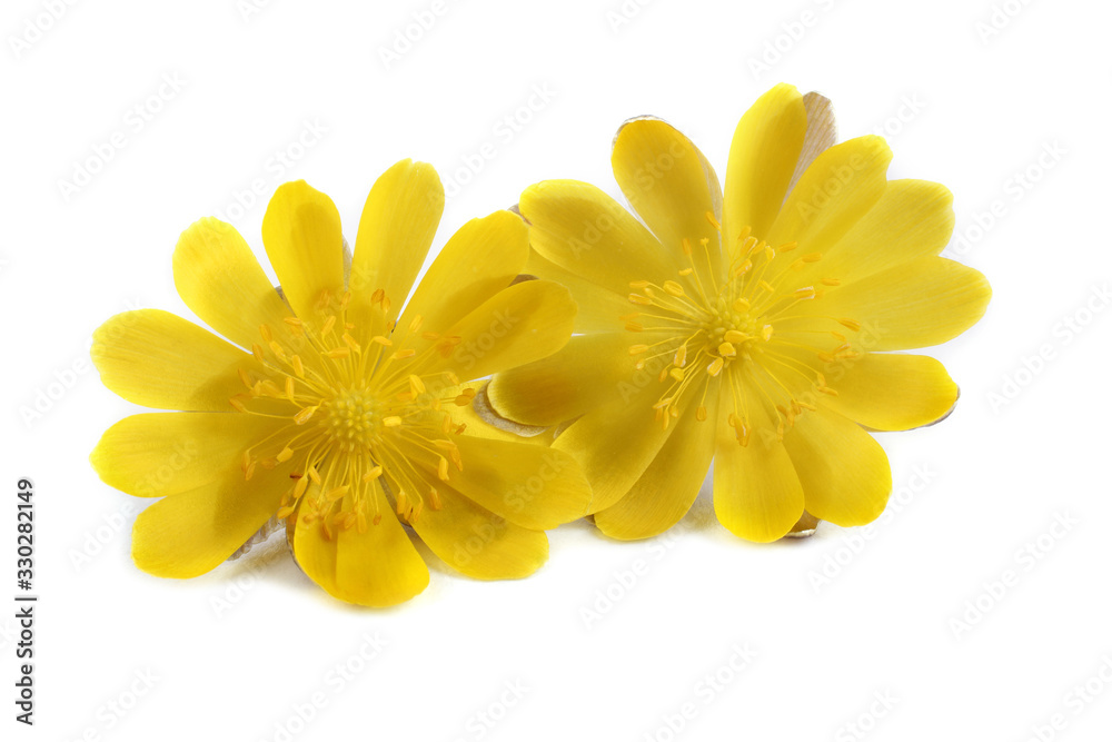 Obraz premium Adonis amurensis. Far eastern yellow snowdrop