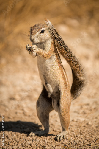 A vertical portrait of a standing African ground squirrel foraging for food