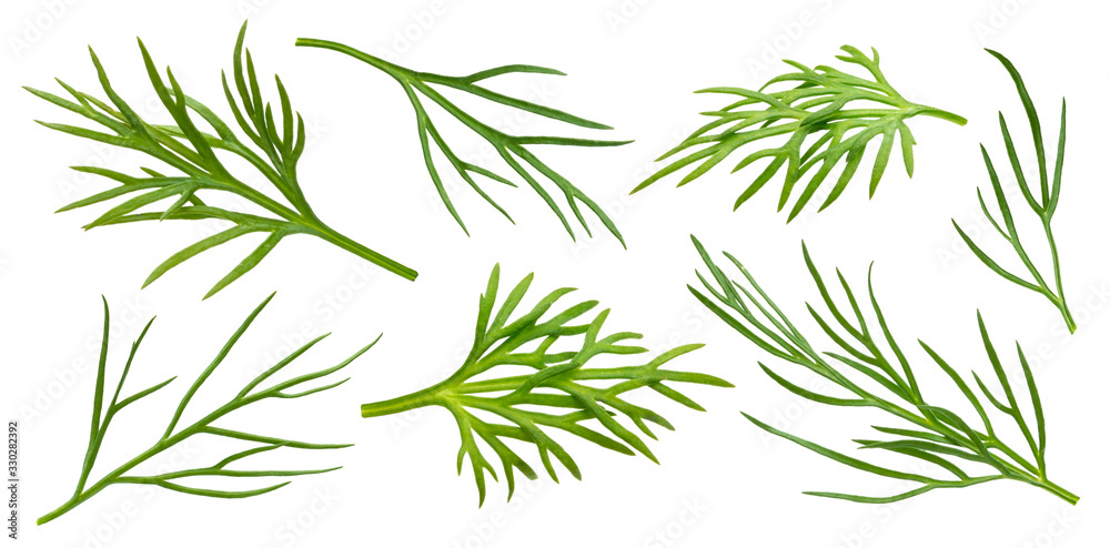 Dill isolated on white background with clipping path
