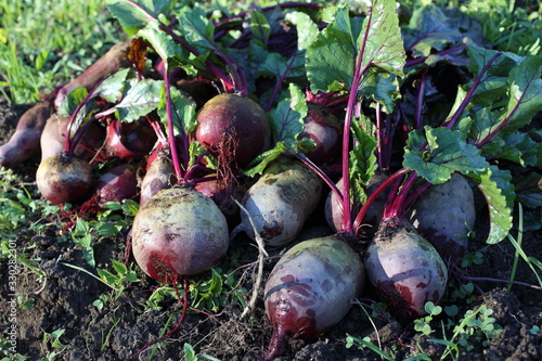Beets harvest on field background