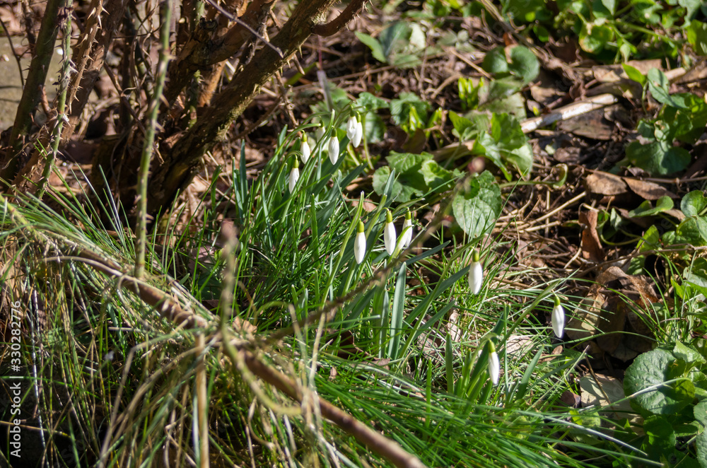 Snowdrop spring flowers in a clearing in the fores Snowdrop spring flowers in a clearing in the fores