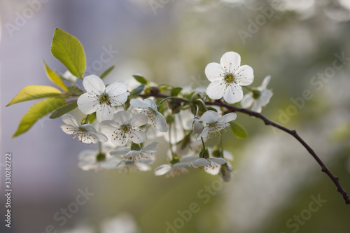 Close up of a flowering branch of cherry. White cherry flowers pierced by spring sunlight