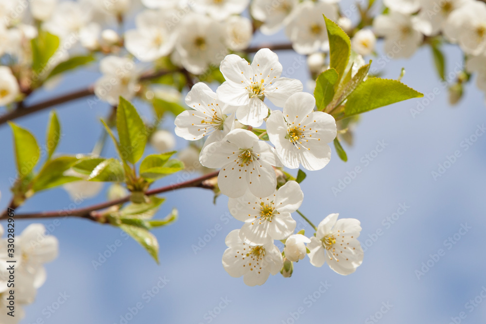 Close up of a flowering branch of cherry. White cherry flowers pierced by spring sunlight