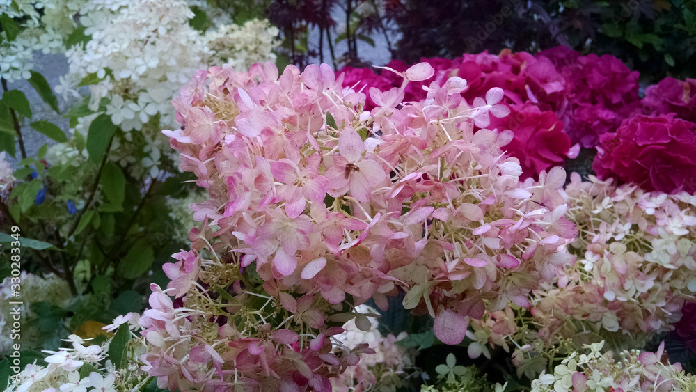 Fototapeta premium Hydrangea paniculata 'Limelight'