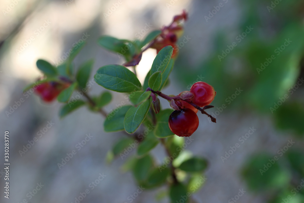 Growing cowberry (bilberry, whortleberry)