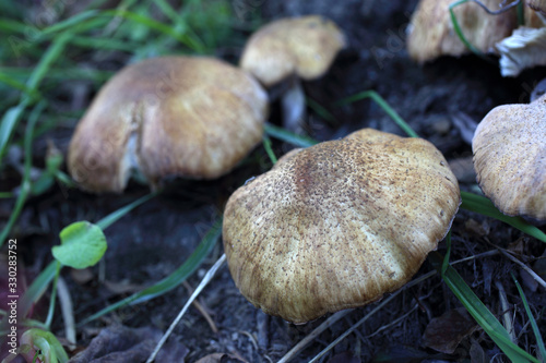 Growing honey fungus