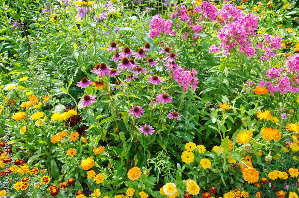 Summer flowerbed with bright garden flowers Summer flowerbed with bright garden flowers