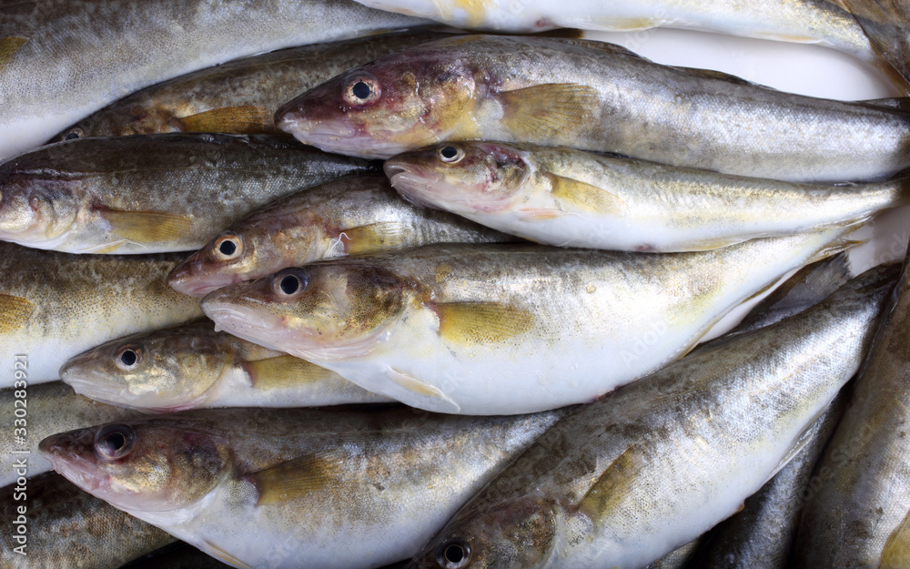Saffron cods background Saffron cods background