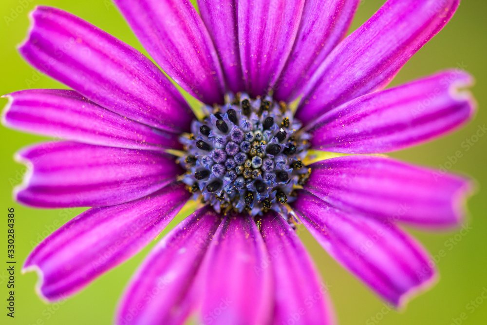A macro close up shot of a beautiful violet coloured flower. A macro close up shot of a beautiful violet coloured flower.