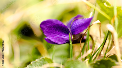  violet  flower harbinger of spring against the background of a young lawn