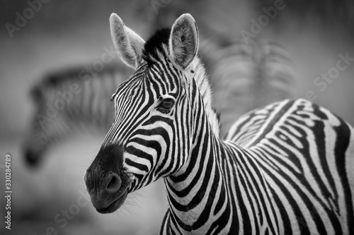 A black and white photograph of a herd of Zebra grazing in the early morning in Etosha, Namibia.