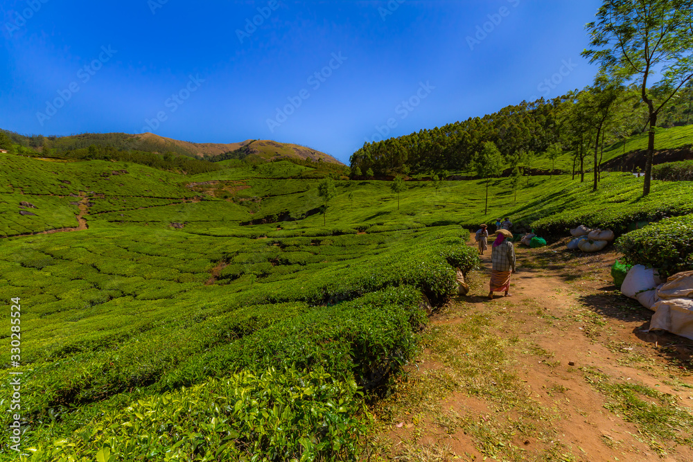 Naklejka premium Southern India tea plantation harvest indian tea