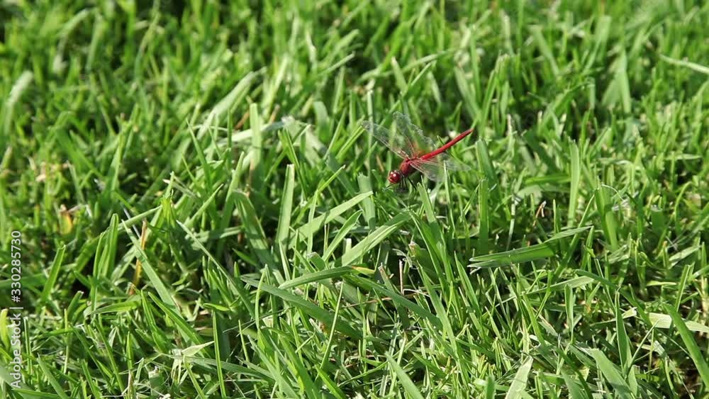 dragonfly on grass dragonfly on grass