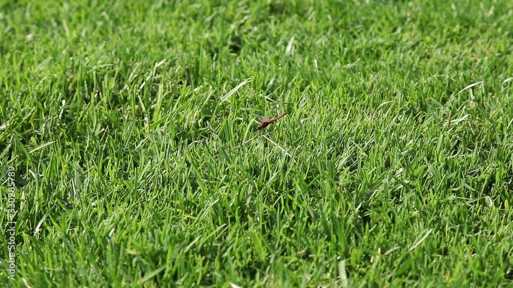 dragonfly on grass dragonfly on grass