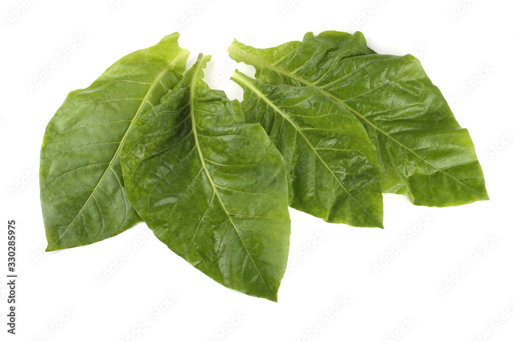 Tobacco leaves isolated on white Tobacco leaves isolated on white
