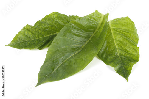 Tobacco leaves isolated on white