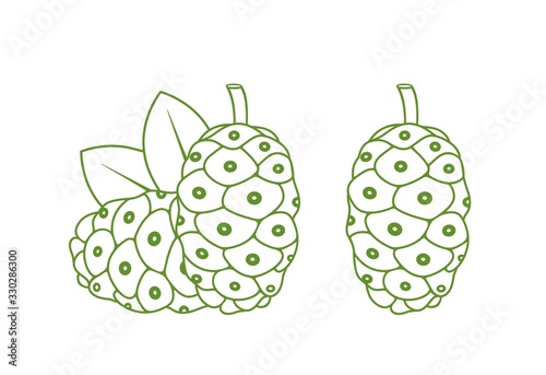 Noni fruit outline. Isolated noni fruit on white background