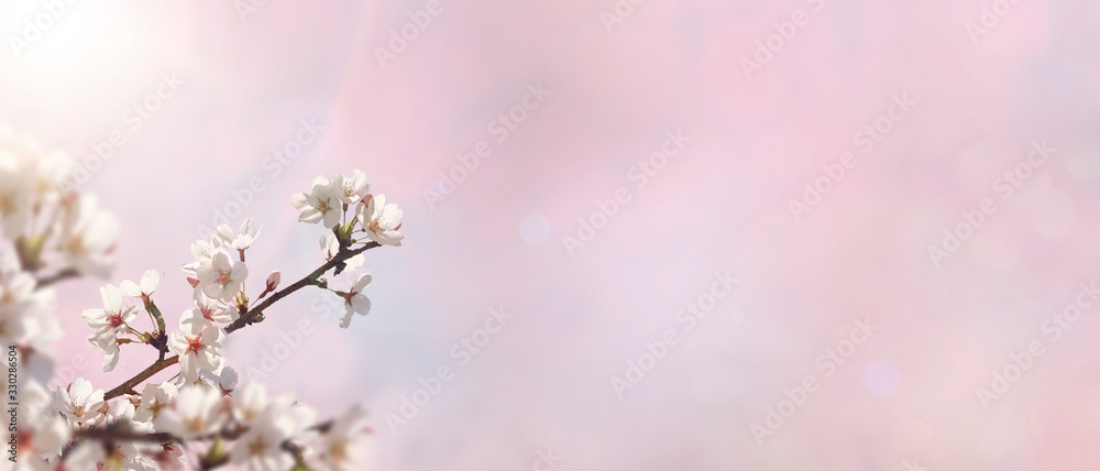 Abstract spring background with cherry flowers against a pink sky.Banner.Space for text Abstract spring background with cherry flowers against a pink sky.Banner.Space for text
