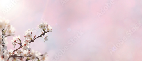 Abstract spring background with cherry flowers against a pink sky.Banner.Space for text © Irina