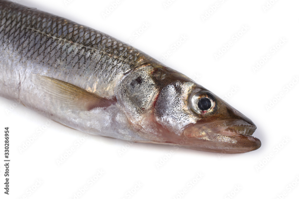 Smelt fish isolated on white. (Big Pacific smelt - Osmerus mordax) Smelt fish isolated on white. (Big Pacific smelt - Osmerus mordax)