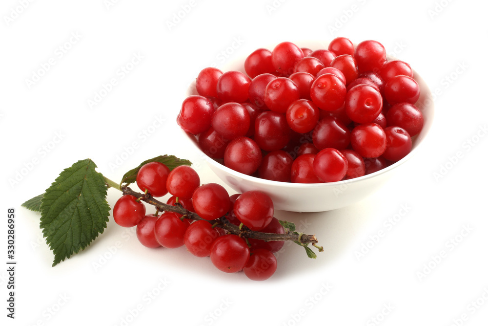 Nanking cherry and branch Nanking cherry and branch