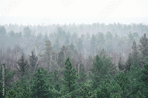 Panoramic Forest in the morning mist with far horizon with fog. Spruce, birch tops in fog in autumn
