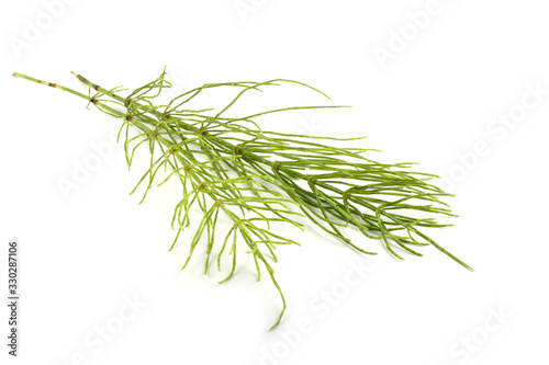 Horsetail isolated on white