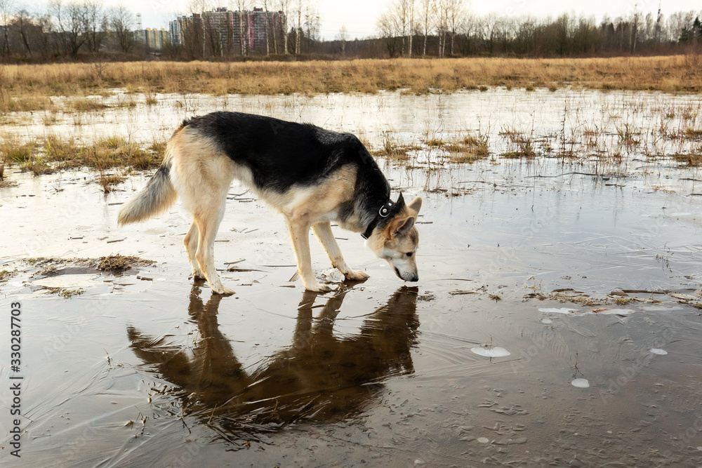 Mixed breed dog on frozen puddle at countryside