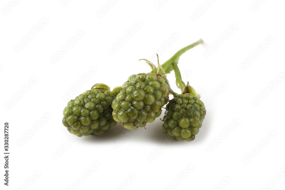 Fototapeta premium Unripe blackberries cluster