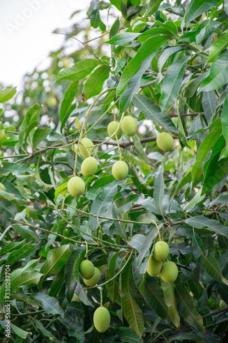 Fresh green mangoes on a mango tree.