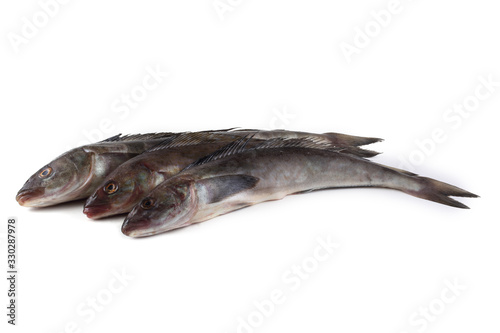 Sea bass isolated on white