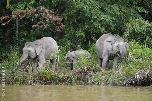 Borneo pygmy elephant family - Zwergelefant mit Baby