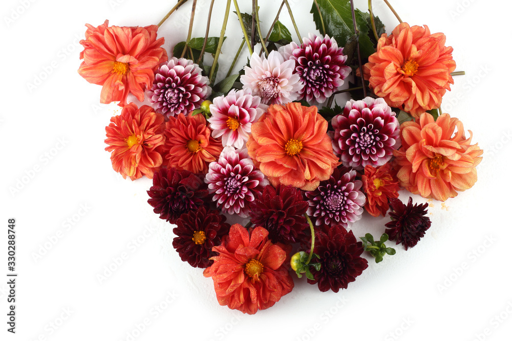 Obraz premium Dahlia flowers isolated on white