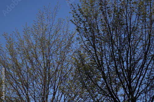 Beginning of the spring in an urban park