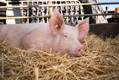 Bioschweinehaltung, zufriedene Jungsau liegend im Stroh, in einer Outdoorbucht.