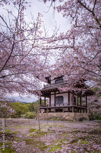 京都府 勧修寺 桜 © TAKUYA ARAKI