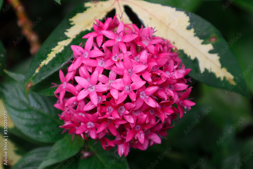 pink ixora flower in the garden