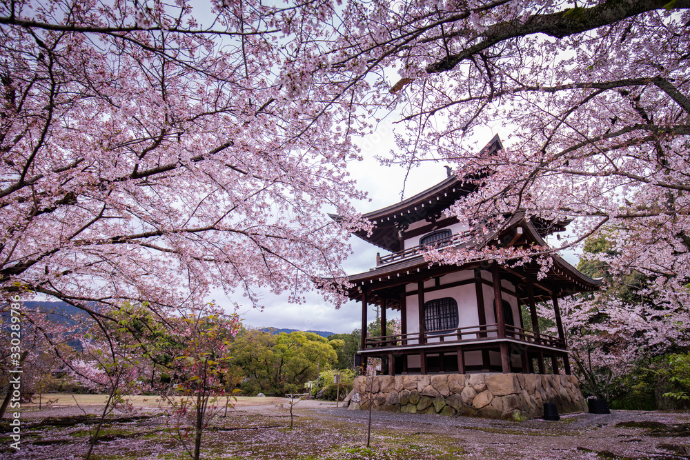 京都府 勧修寺 桜