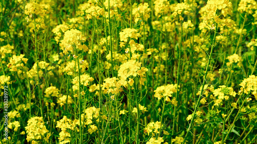 Canola flowers blooming in a park along the Nakdonggang River