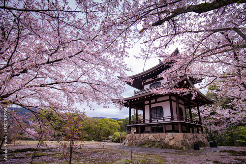 京都府 勧修寺 桜 © TAKUYA ARAKI