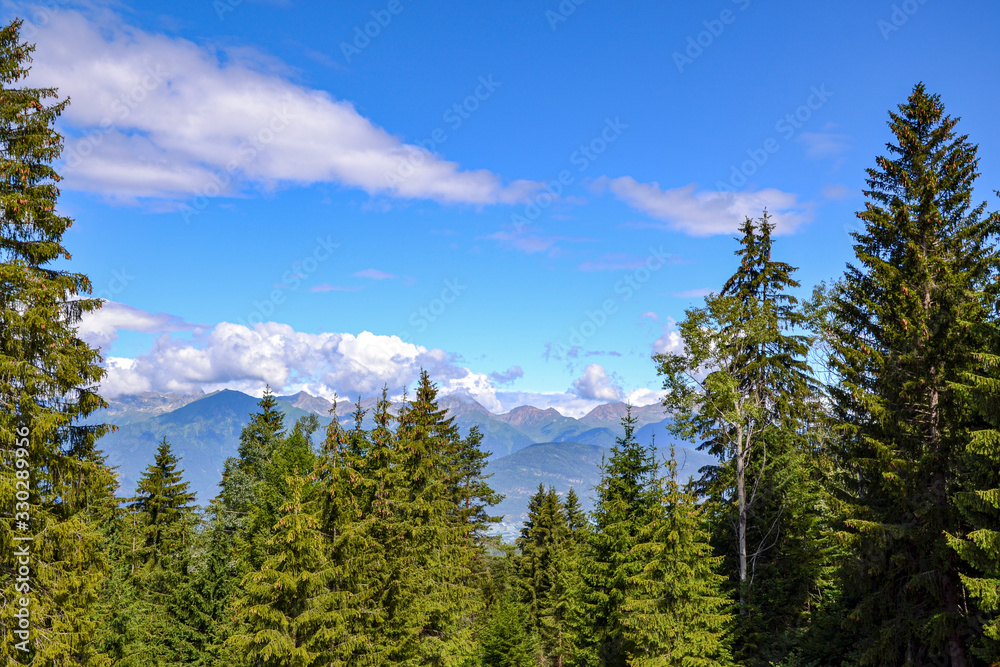 paesaggio di montagna con valle e pineta 