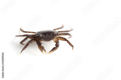 Little crab isolated on white background