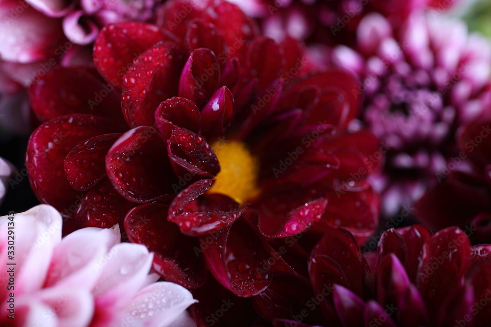 Dahlia flowers background